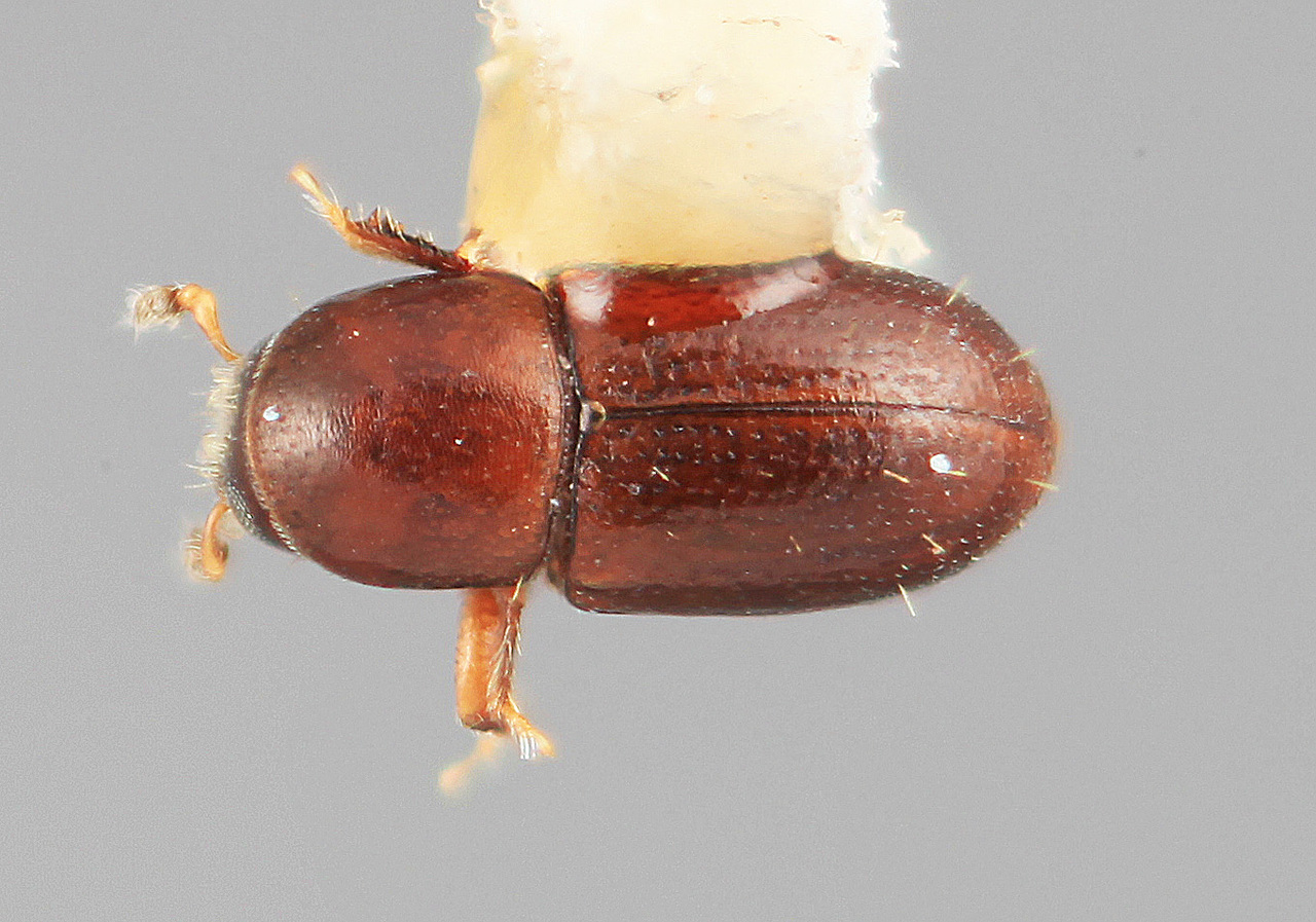 Genus / Species: Scolytodes parvulus | Image Author: SM Smith | Location: Costa Rica, Limón, Pandora | Image Type: holotype | Collection: Entomology