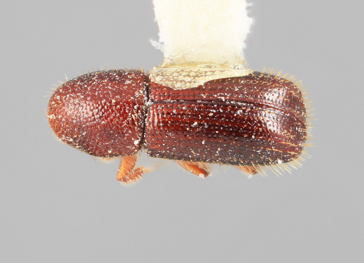 Genus / Species: Dendrocranulus sobrinus | Image Author: SM Smith | Location: México, Veracruz, Veracruz | Image Type: holotype | Collection: Entomology