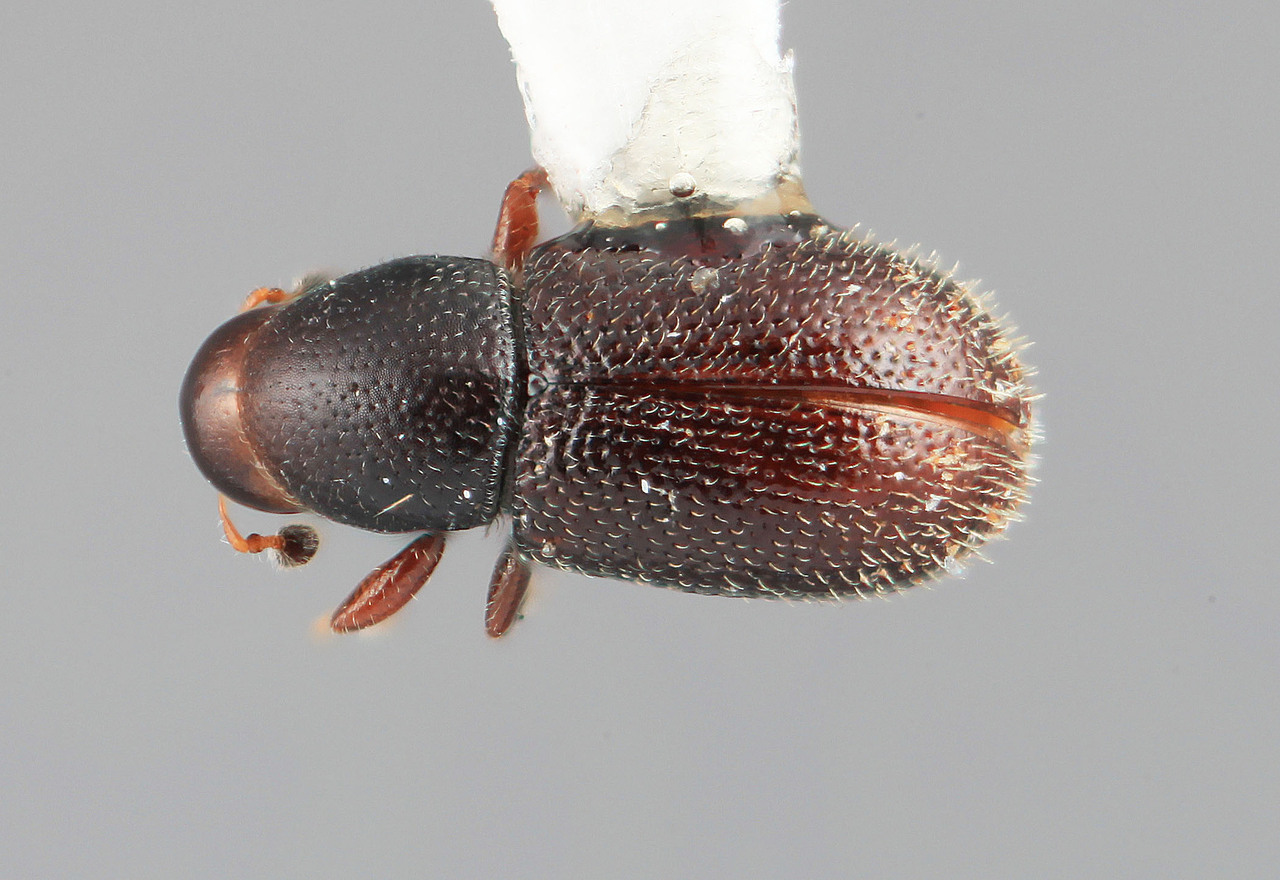 Genus / Species: Scolytodes decorus | Image Author: SM Smith | Location: Venezuela, Barinas, El Canton, 40 km E | Image Type: holotype | Collection: Entomology
