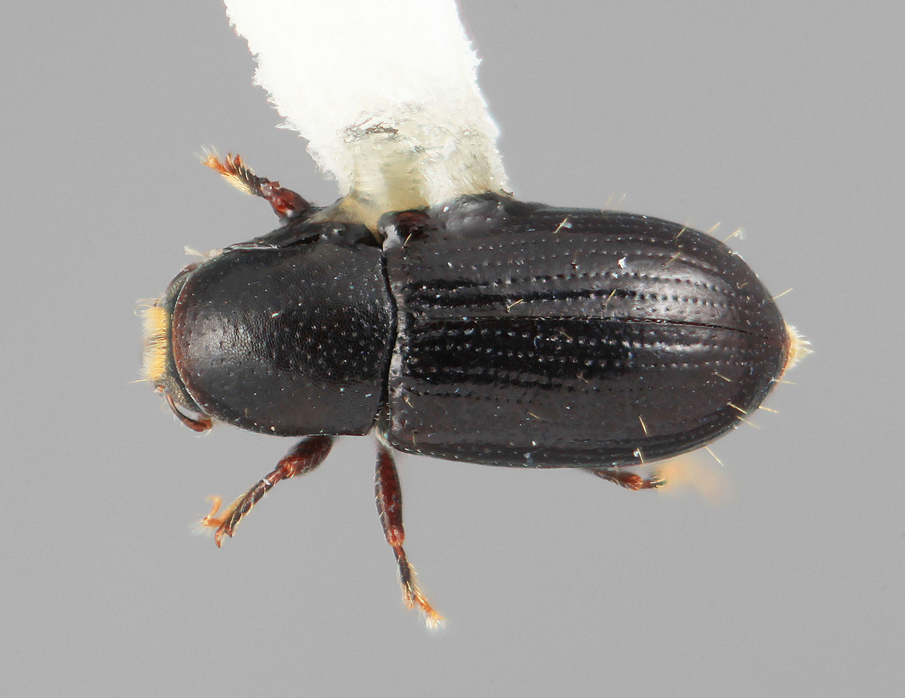 Genus / Species: Scolytodes fulmineus | Image Author: SM Smith | Location: Venezuela, Mérida, La Carbonera, 50 km NE Merida | Image Type: holotype | Collection: Entomology
