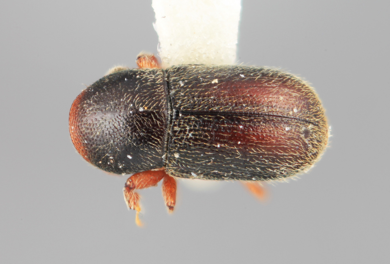 Genus / Species: Scolytodes gennaeus | Image Author: SM Smith | Location: Venezuela, Mérida, Mérida, 30 km N | Image Type: holotype | Collection: Entomology