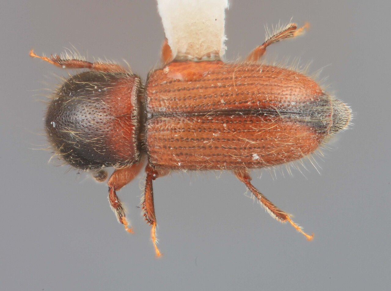 Genus / Species: Scolytodes contractus | Image Author: SM Smith | Location: Venezuela, Mérida, El Vigia, 13 km SW | Image Type: holotype | Collection: Entomology