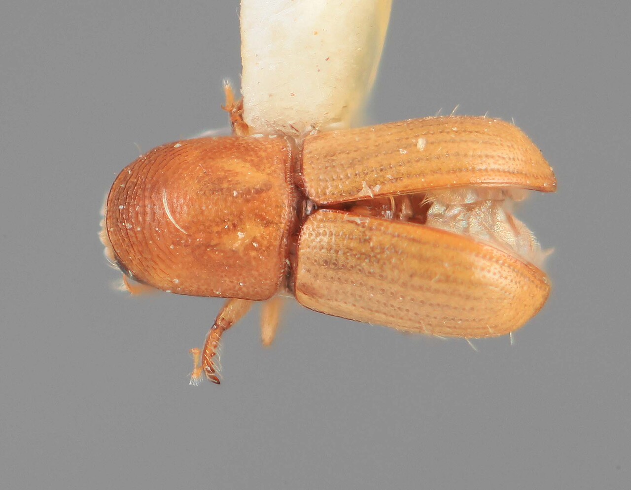 Genus / Species: Scolytodes pannuceus | Image Author: SM Smith | Location: Honduras, Atlántida, La Ceiba | Image Type: holotype | Collection: Entomology