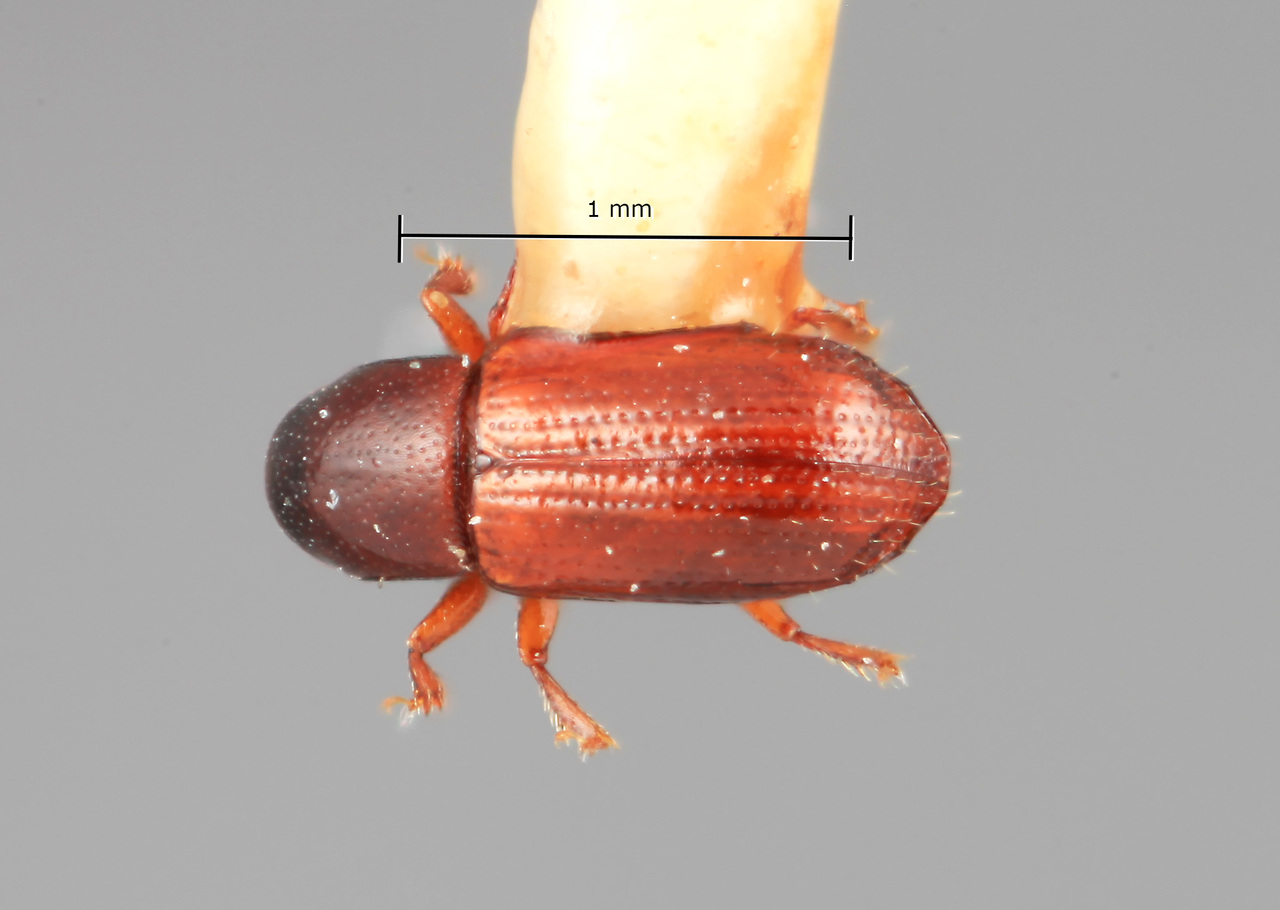 Genus / Species: Microborus limatus | Image Author: SM Smith | Location: Costa Rica, Puntarenas, Finca Gromaco on Rio Coto Brus | Image Type: holotype | Collection: Entomology