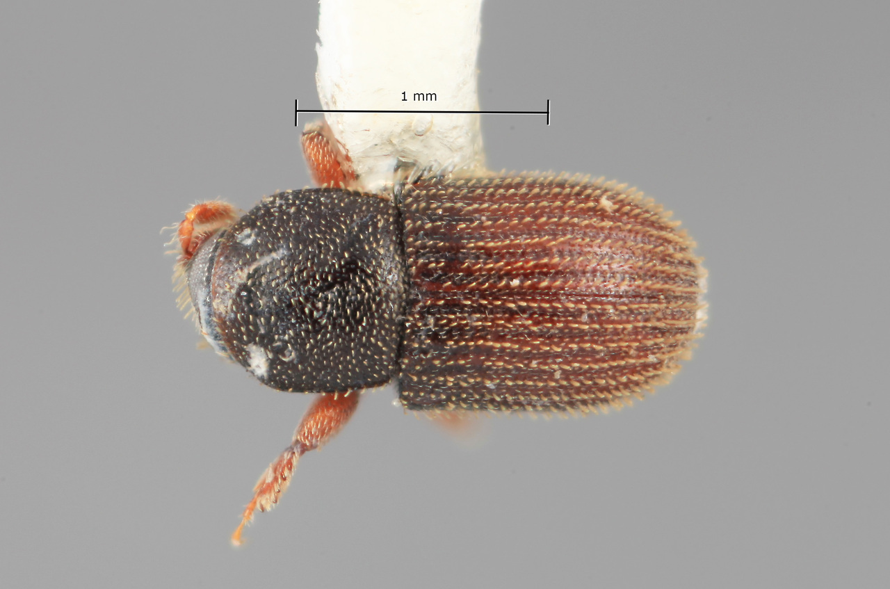 Genus / Species: Pycnarthrum subcarinatum | Image Author: SM Smith | Location: Venezuela, Barinas, Bum Bum, 8 km S | Image Type: holotype | Collection: Entomology