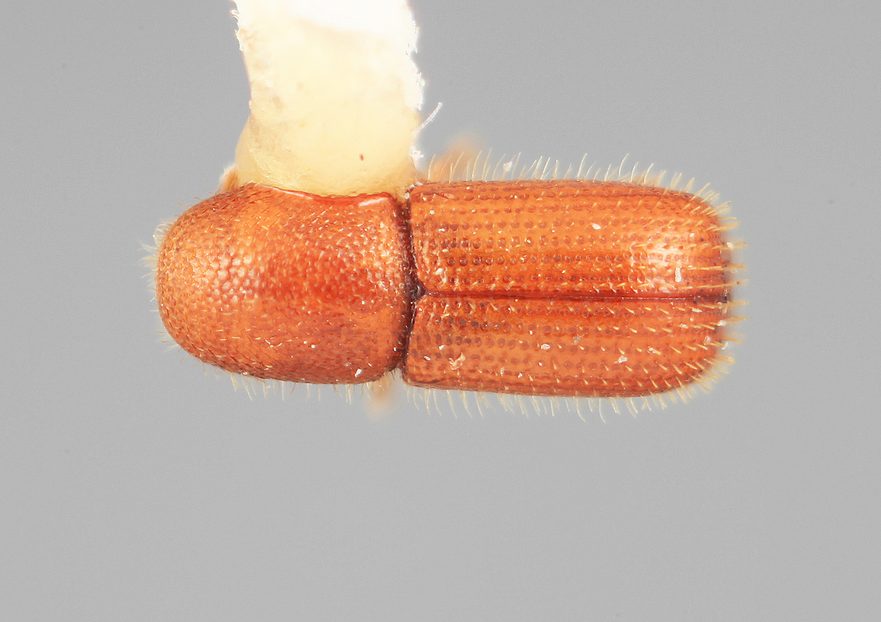 Genus / Species: Dendrocranulus limus | Image Author: SM Smith | Location: Costa Rica, San José, Rio Damitas, Dota  Mts. | Image Type: holotype | Collection: Entomology