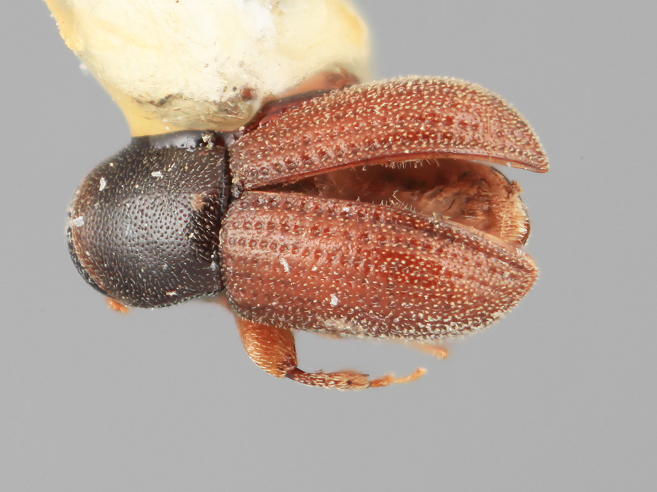Genus / Species: Pycnarthrum inornatum | Image Author: SM Smith | Location: Honduras, Yoro, Olanchito | Image Type: holotype | Collection: Entomology