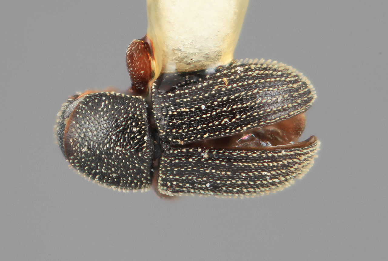 Genus / Species: Pycnarthrum funerium | Image Author: SM Smith | Location: Honduras, Atlántida, La Ceiba | Image Type: holotype | Collection: Entomology
