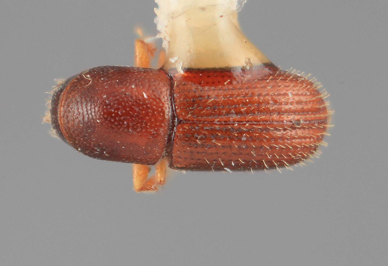 Genus / Species: Scolytodes impressus | Image Author: SM Smith | Location: Costa Rica, Cartago, Turrialba | Image Type: holotype | Collection: Entomology