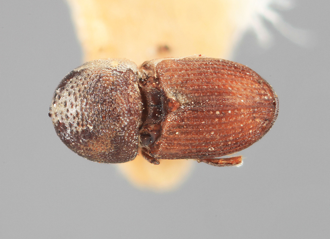 Genus / Species: Scolytomimus mimusopis | Image Author: SM Smith | Location: Sri Lanka, Palugama, Anuradhapura | Image Type: holotype | Collection: Entomology