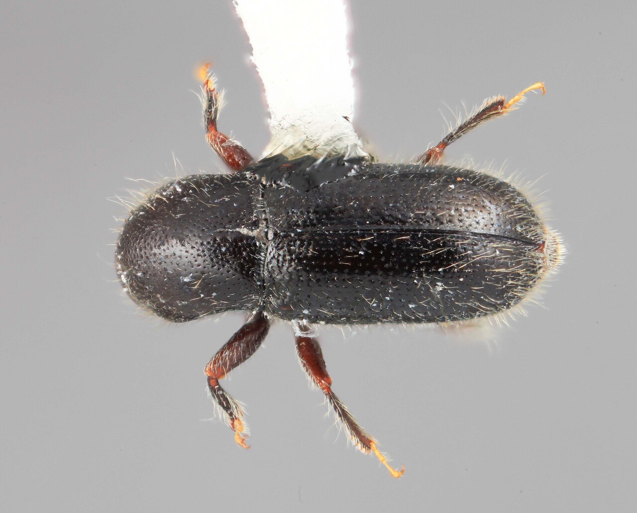 Genus / Species: Scolytodes constrictus | Image Author: SM Smith | Location: Colombia, Antioquía, Piedras Blancas, 10 km E Medellin | Image Type: holotype | Collection: Entomology