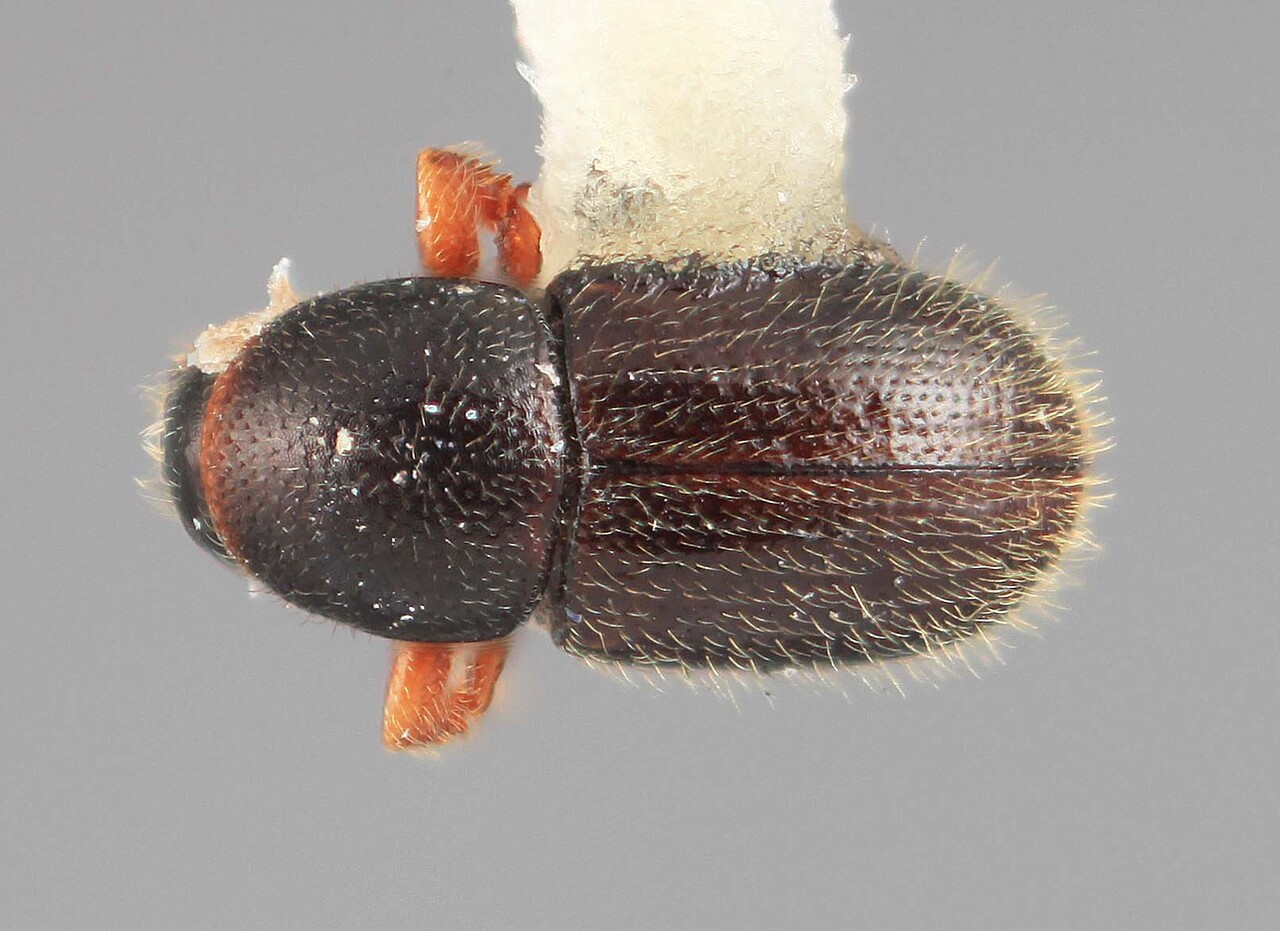 Genus / Species: Scolytodes crinitus | Image Author: SM Smith | Location: Venezuela, Miranda, El Laurel Experimental Farm, 12 km SW Caracas | Image Type: holotype | Collection: Entomology