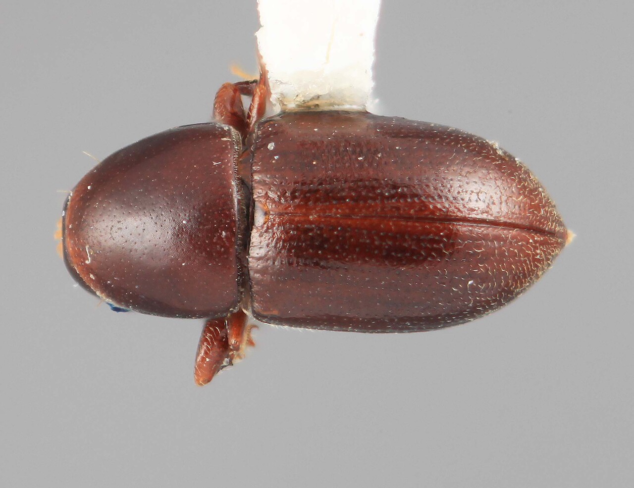 Genus / Species: Scolytodes acuminatus | Image Author: SM Smith | Location: Costa Rica, Cartago, Tapantí | Image Type: holotype | Collection: Entomology