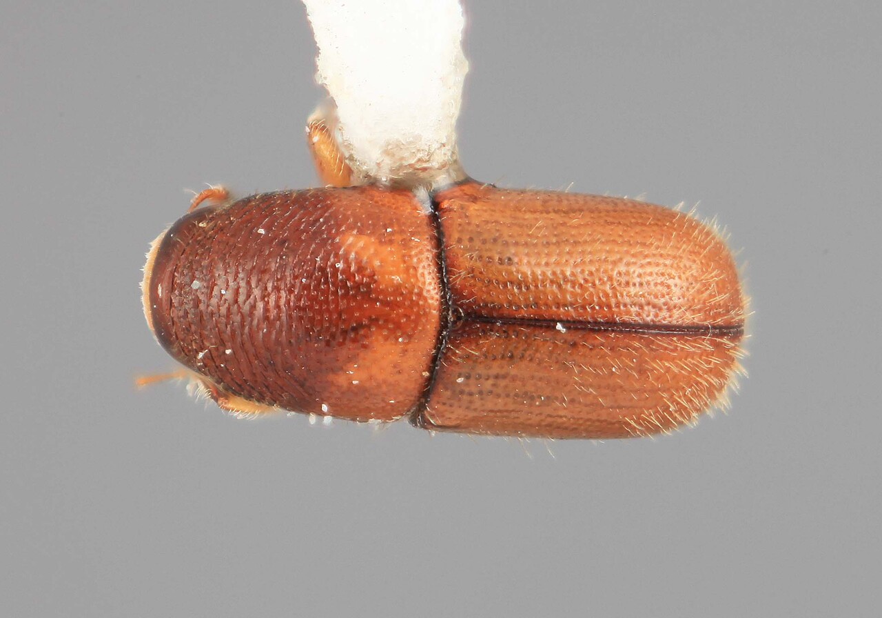 Genus / Species: Scolytodes pubescens | Image Author: SM Smith | Location: Costa Rica, San José, San Ignacio de Acosta | Image Type: holotype | Collection: Entomology
