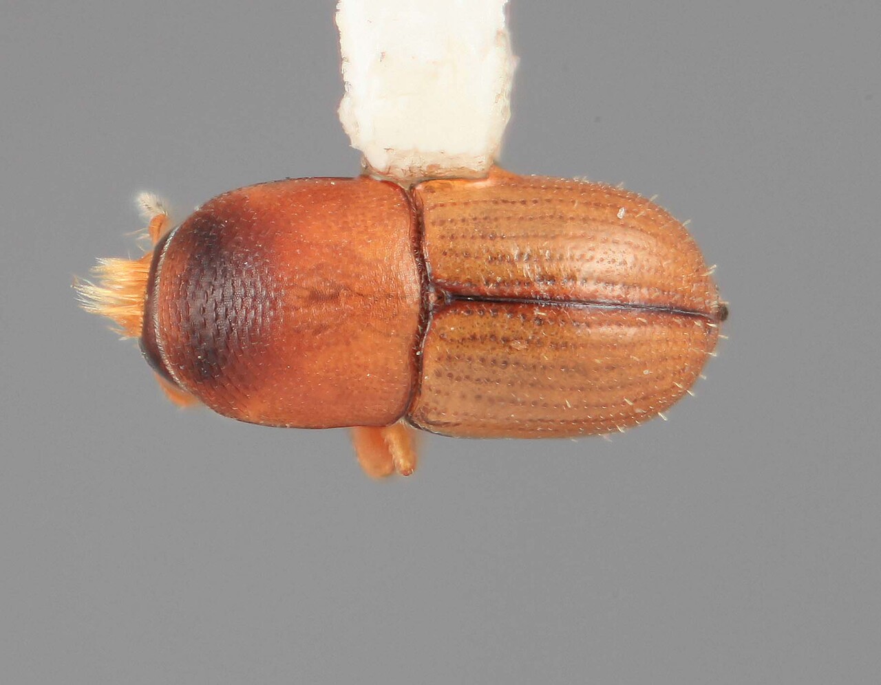 Genus / Species: Scolytodes cedrelae | Image Author: SM Smith | Location: Costa Rica, Puntarenas, Rincón de Osa | Image Type: holotype | Collection: Entomology