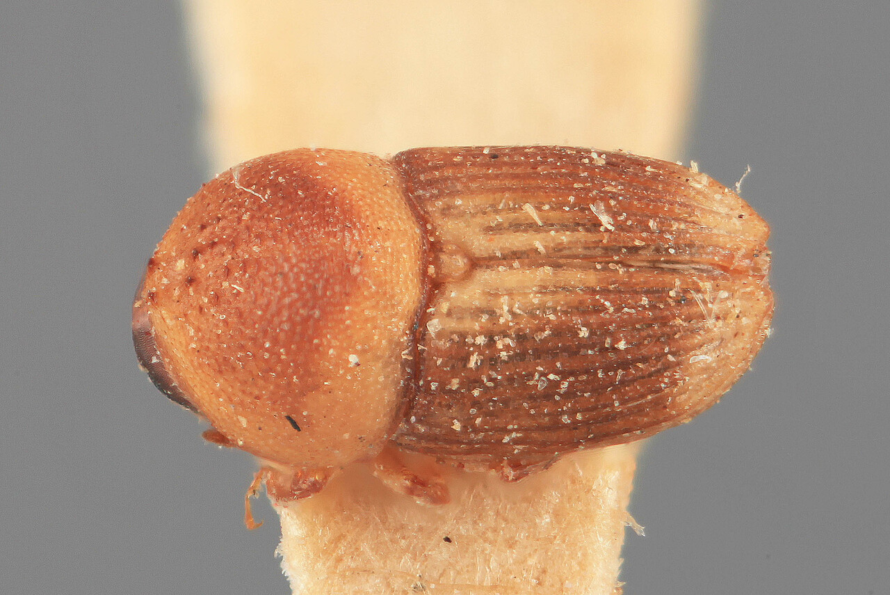 Genus / Species: Scolytomimus andamanensis | Image Author: SM Smith | Location: India, Andaman Islands | Image Type: holotype | Collection: Forest Research Institute