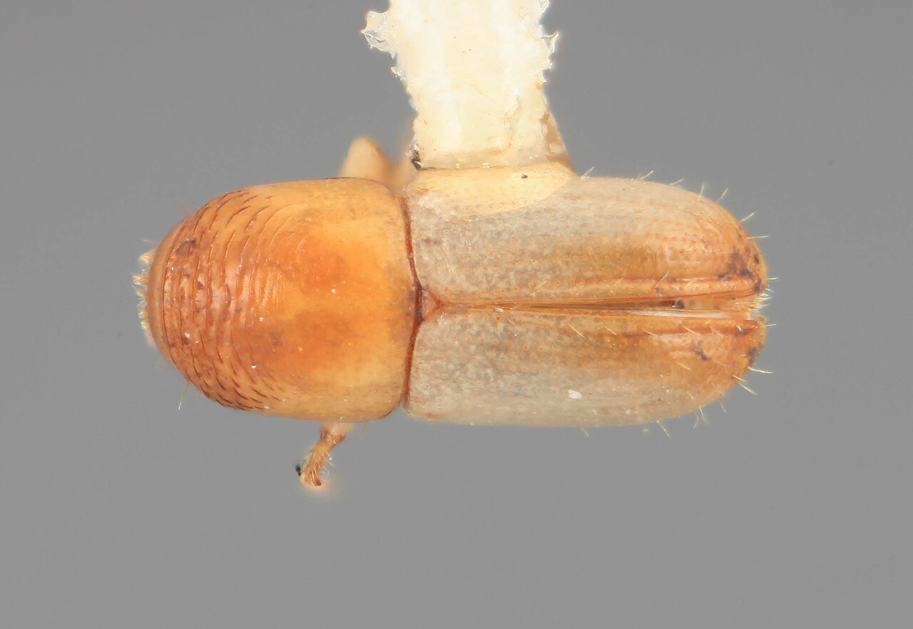 Genus / Species: Scolytodes rugicollis | Image Author: SM Smith | Location: Costa Rica, Limón, Guapiles, 25 km SE | Image Type: holotype | Collection: Entomology