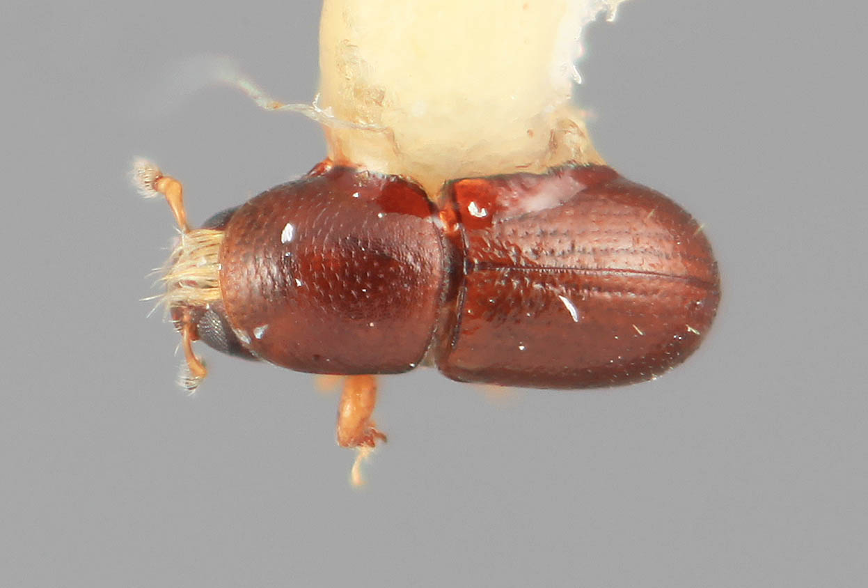 Genus / Species: Scolytodes nanellus | Image Author: SM Smith | Location: Panamá, Panamá, Barro Colorado Isl. | Image Type: holotype | Collection: Entomology