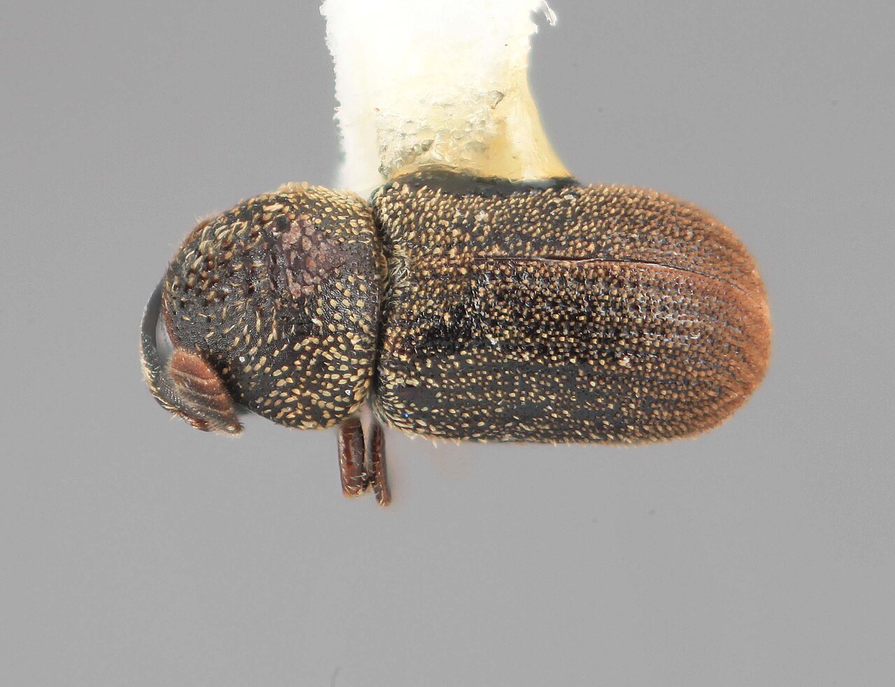 Genus / Species: Acorthylus pruni | Image Author: SM Smith | Location: Venezuela, Mérida, La Carbonera, 50 km NE Merida | Image Type: holotype | Collection: Entomology