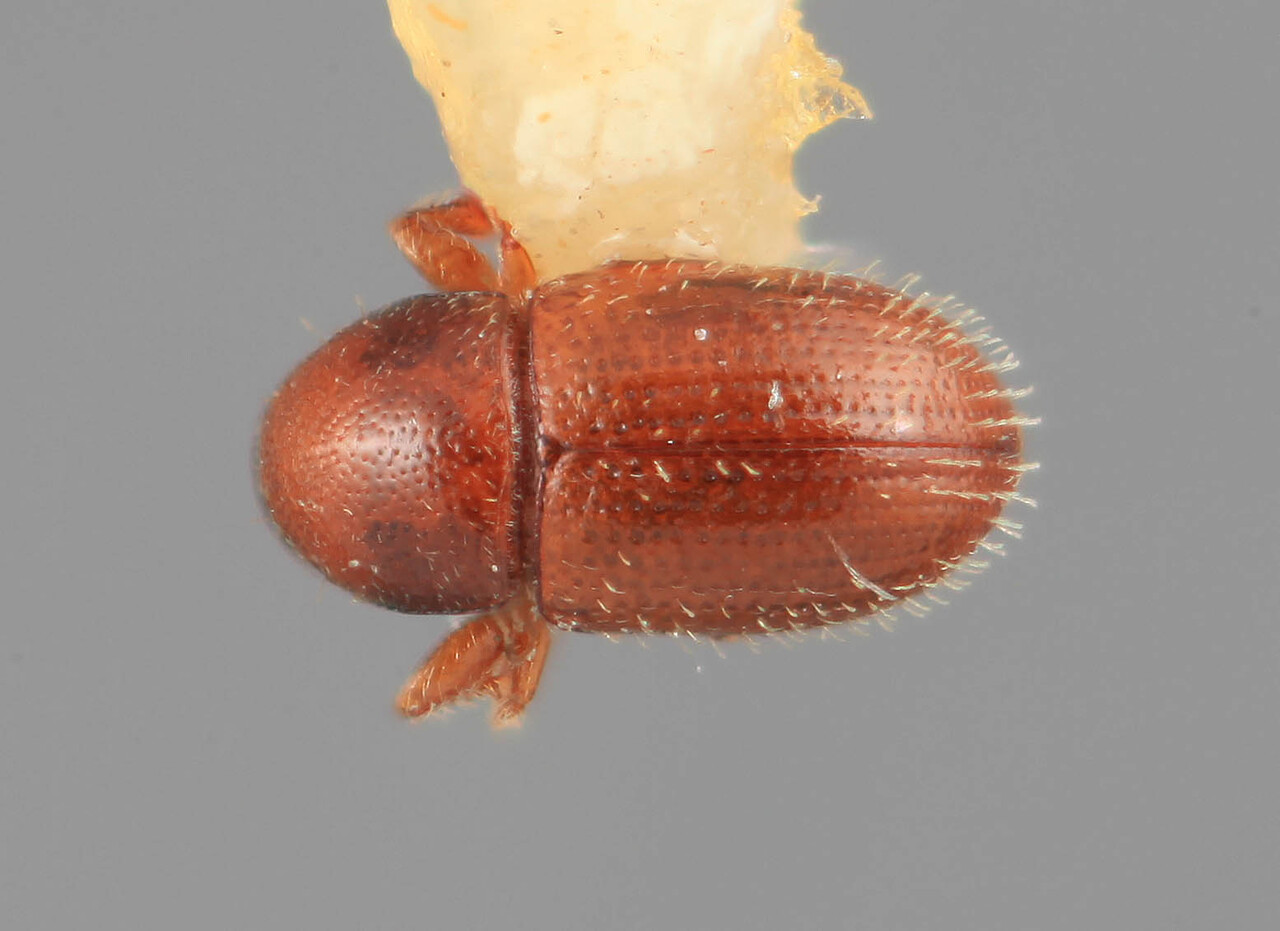 Genus / Species: Scolytodes exiguus | Image Author: SM Smith | Location: Costa Rica, San José, San Isidro del General | Image Type: holotype | Collection: Entomology