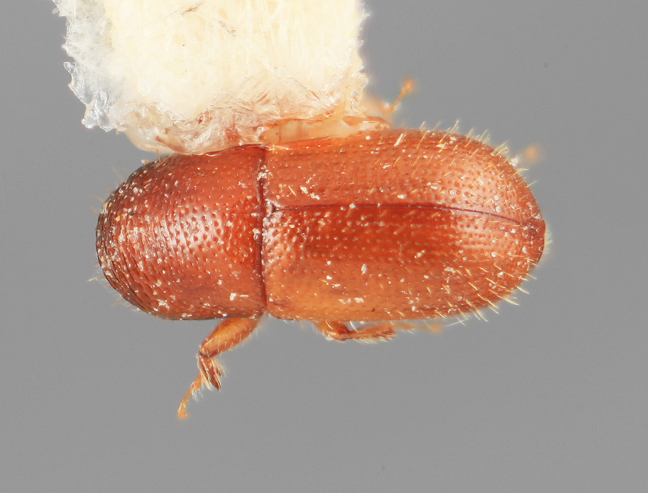 Genus / Species: Scolytodes pilifer | Image Author: SM Smith | Location: México, Veracruz, Uxpanapa | Image Type: holotype | Collection: Entomology
