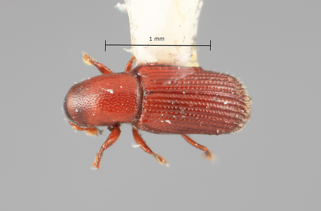 Genus / Species: Microborus lectus | Image Author: SM Smith | Location: Venezuela, Mérida, La Carbonera, 50 km NE Merida | Image Type: holotype | Collection: Entomology
