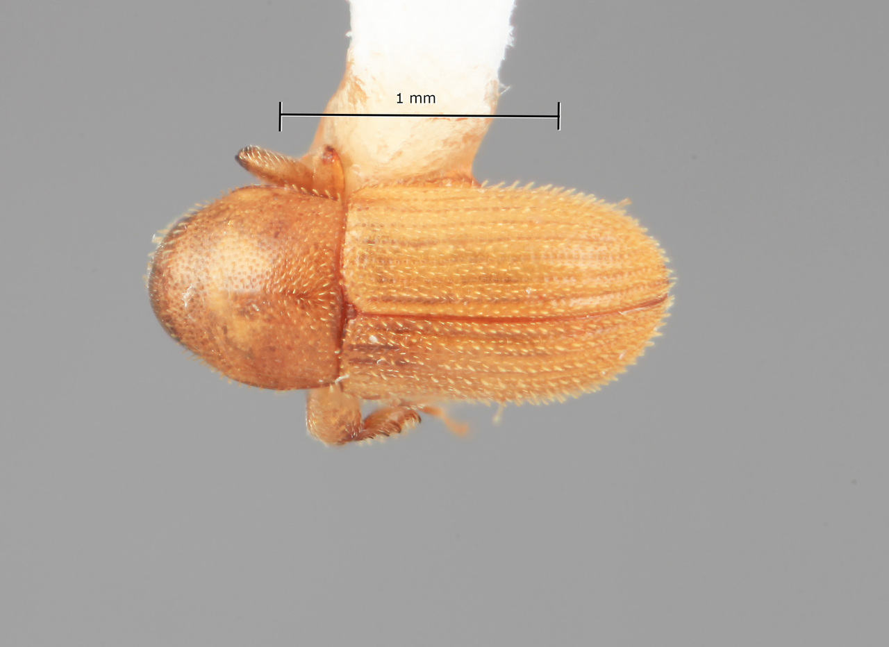 Genus / Species: Pycnarthrum bahiae | Image Author: SM Smith | Location: Brazil, Bahia, Ilheus | Image Type: holotype | Collection: Entomology