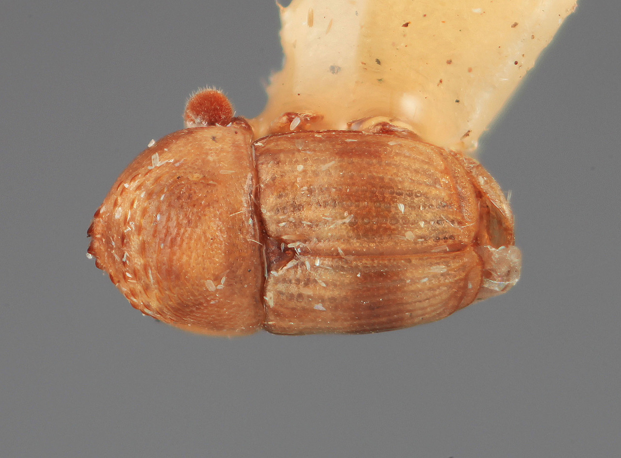 Genus / Species: Scolytomimus quadridens | Image Author: SM Smith | Location: Madagascar, Mt. d'Ambre | Image Type: holotype | Collection: Museum National d'Histoire Naturelle