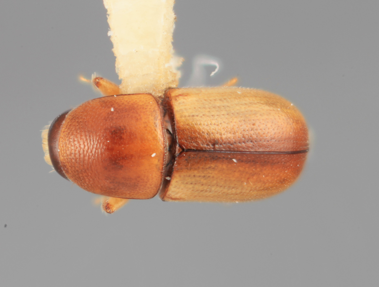 Genus / Species: Scolytodes genialis | Image Author: SM Smith | Location: México, Nayarit, Laguna Sta. Maria | Image Type: holotype | Collection: Entomology