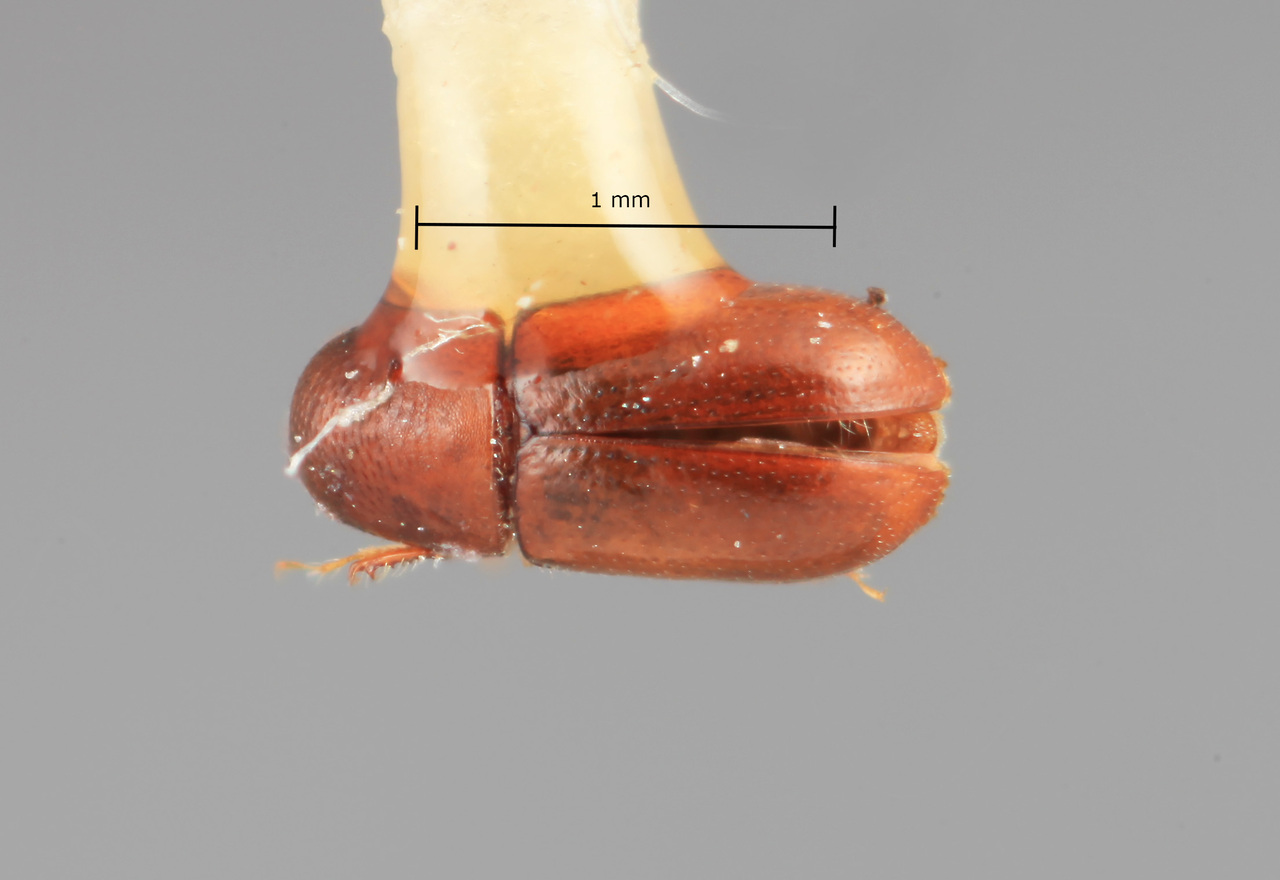Genus / Species: Scolytodes obscurus | Image Author: SM Smith | Location: México, Veracruz, Martinez de la Torre, 5 km SW  | Image Type: holotype | Collection: Entomology