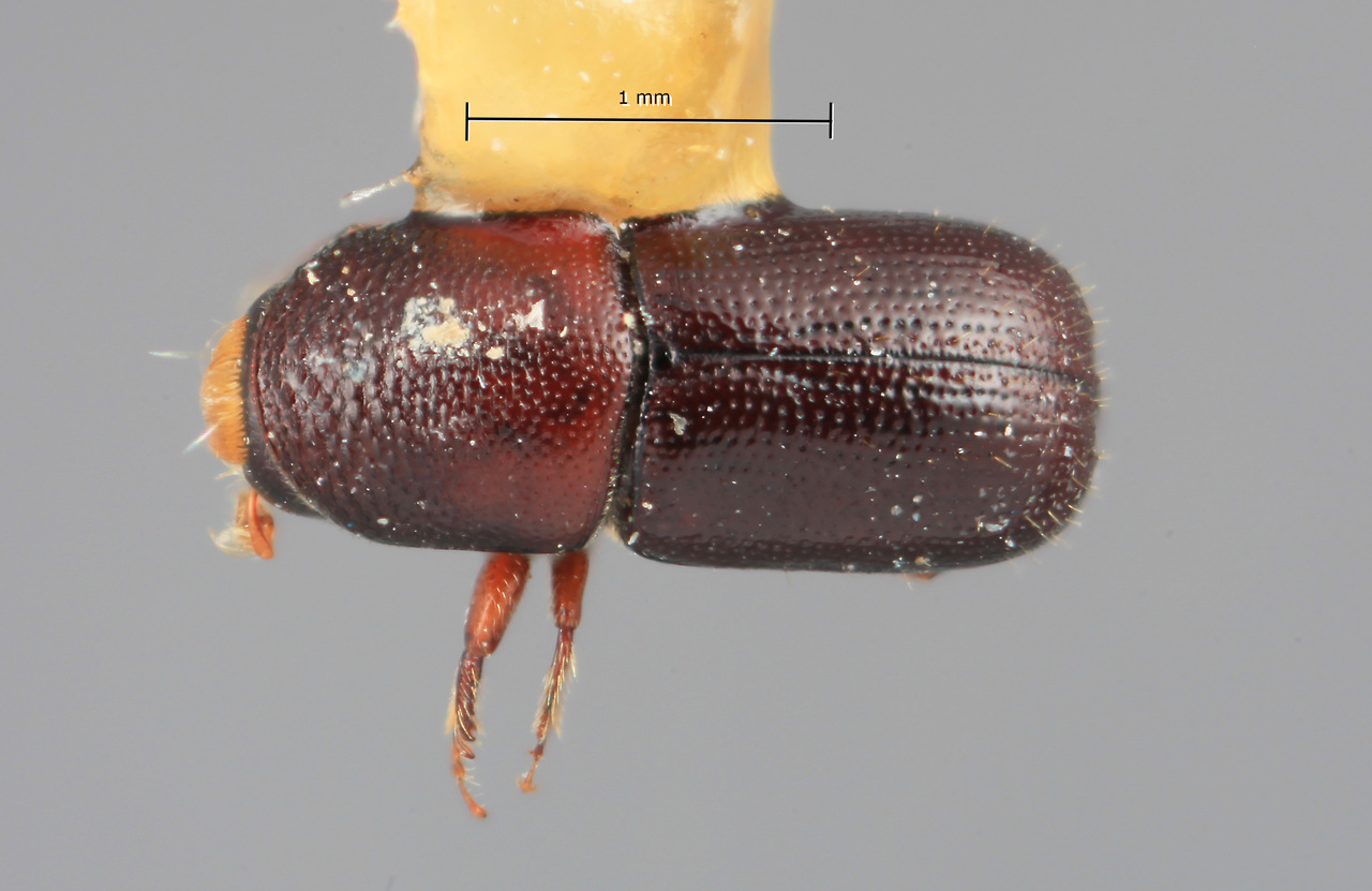Genus / Species: Scolytodes multistriatus | Image Author: SM Smith | Location: México, Puebla, Villa Juárez, 8 km W | Image Type: holotype | Collection: Entomology