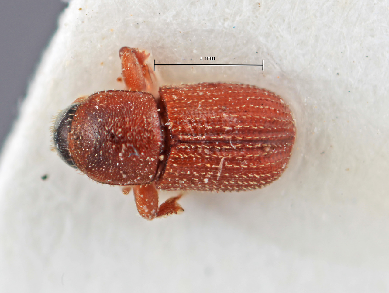 Genus / Species: Pycnarthrum tuberculiferum | Image Author: SM Smith | Location: Ecuador, Pichincha, Puerto Quito | Image Type: holotype | Collection: Entomology