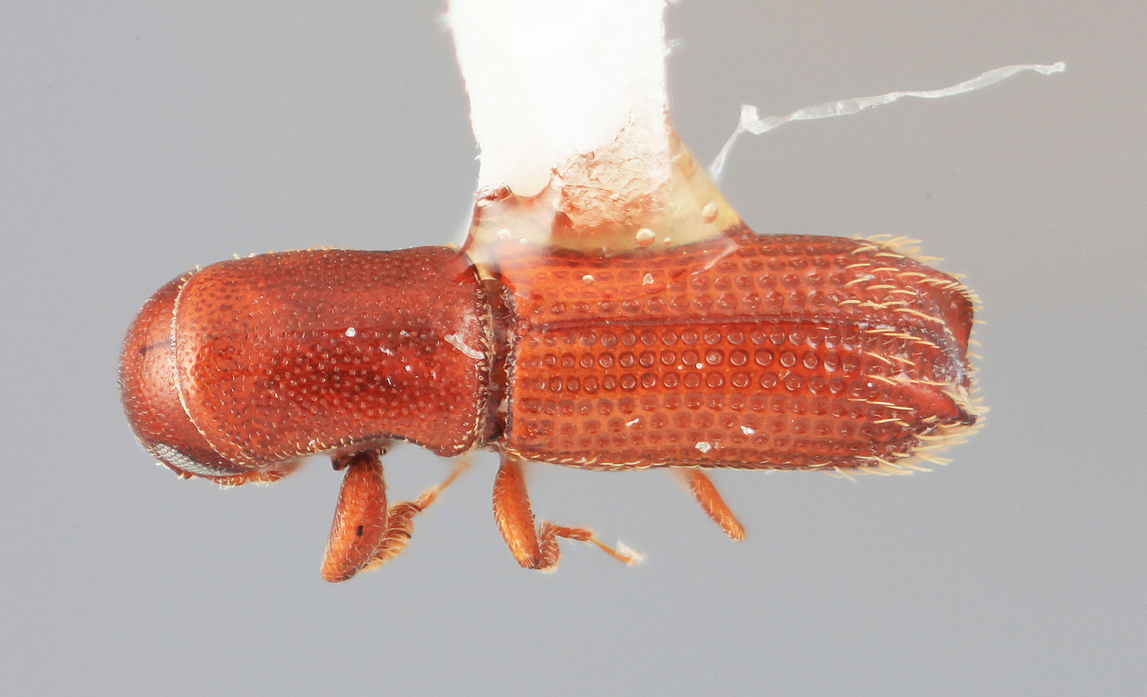 Genus / Species: Carphodicticus cristatus | Image Author: SM Smith | Location: Venezuela, Barinas, Bum Bum, 8 km S | Image Type: holotype | Collection: Entomology