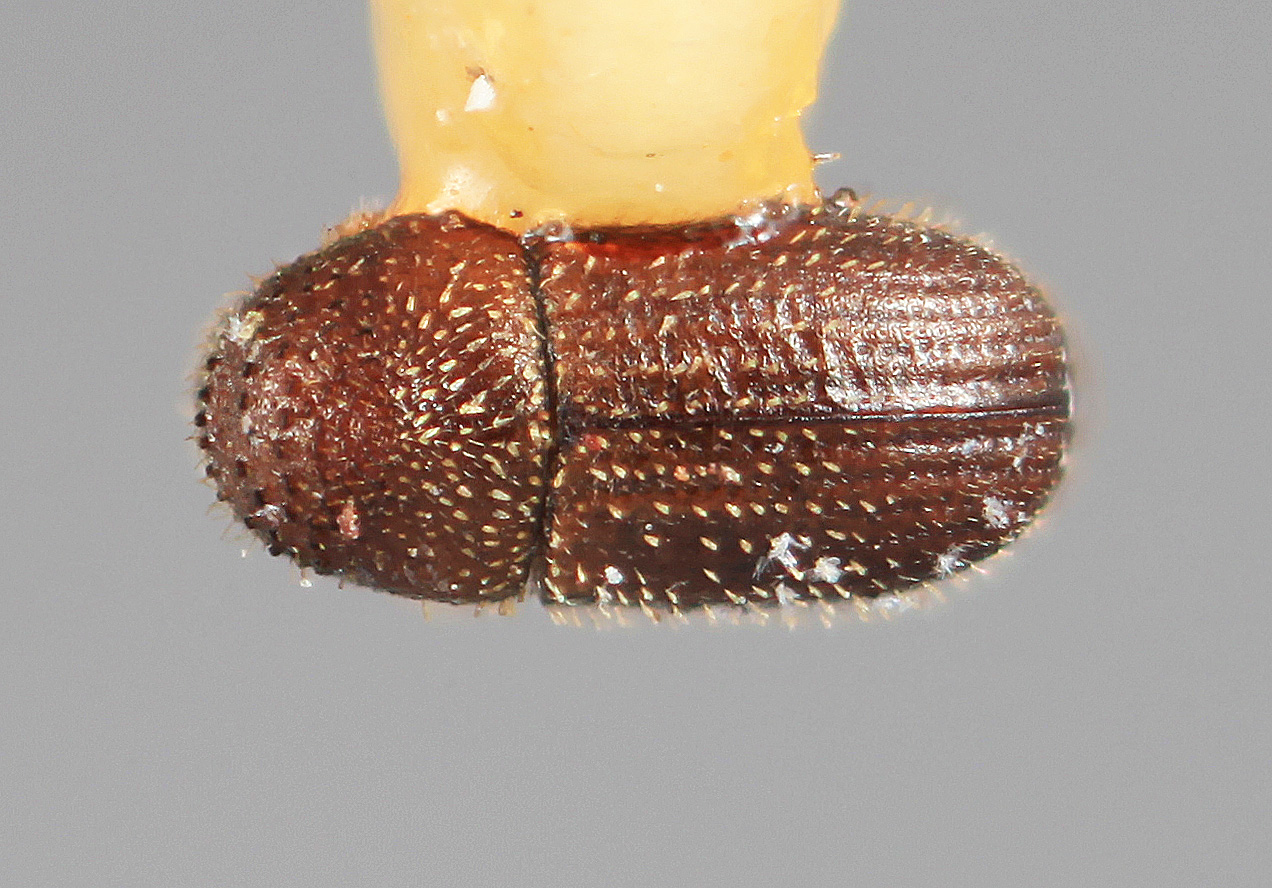 Genus / Species: Hypothenemus teretis | Image Author: SM Smith | Location: Costa Rica, Limón, Finca la Lola | Image Type: holotype | Collection: Entomology