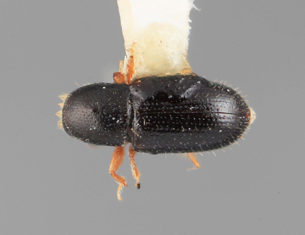 Genus / Species: Scolytodes clusiavorus | Image Author: SM Smith | Location: Guatemala, Escuintla, Volcan de Agua | Image Type: holotype | Collection: Entomology