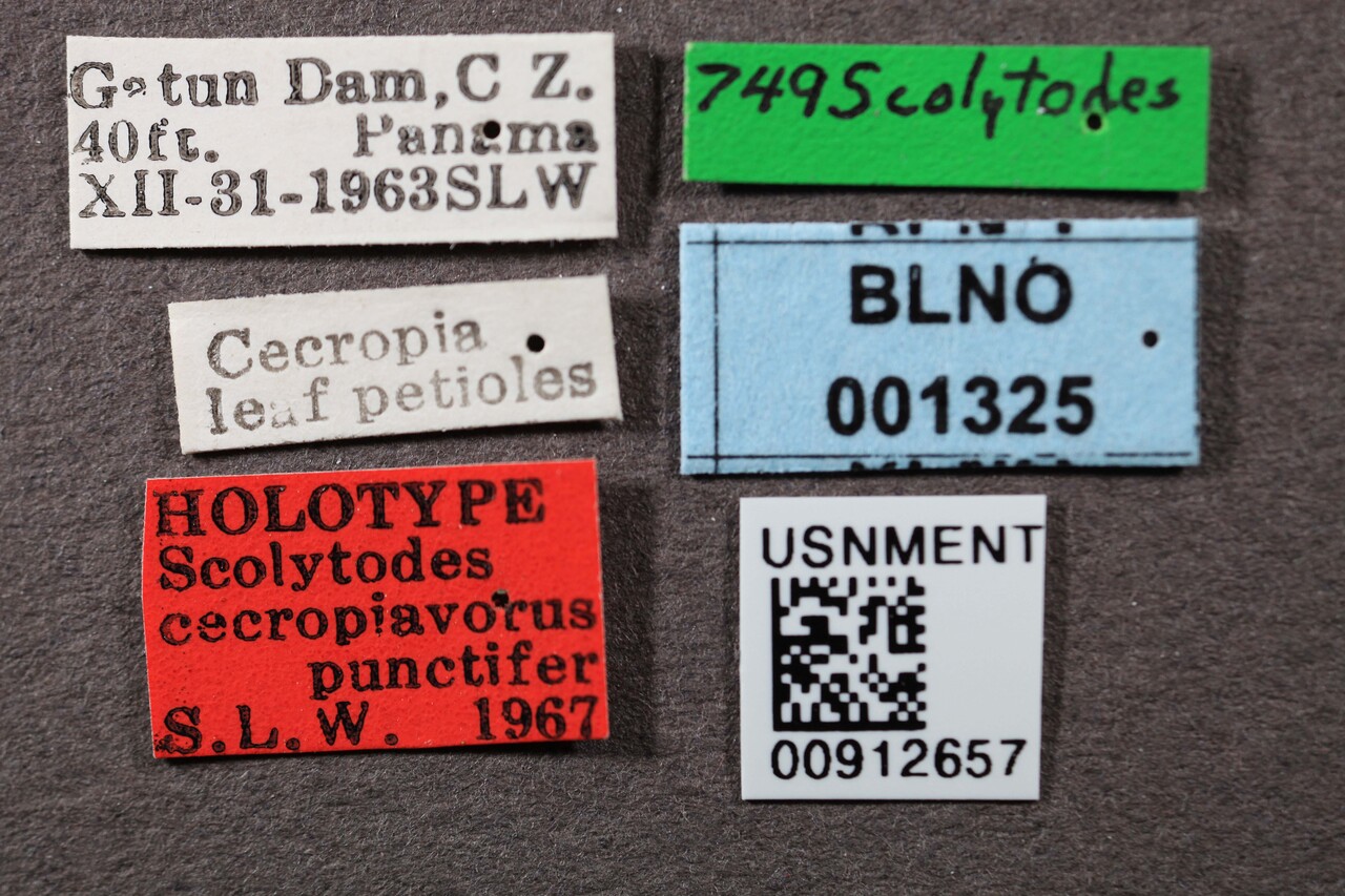 Genus / Species: Scolytodes punctifer | Image Author: SM Smith | Location: Panamá, Panamá, Gatun Dam | Image Type: holotype | Collection: Entomology