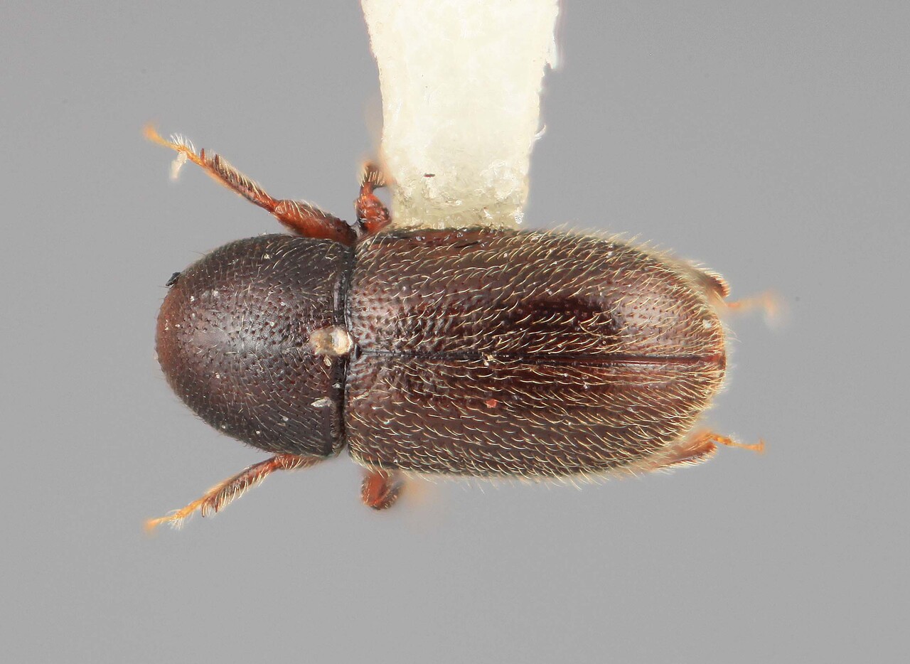 Genus / Species: Scolytodes libidus | Image Author: SM Smith | Location: Venezuela, Aragua, Pittier Natl. Pk., Rancho Grande | Image Type: holotype | Collection: Entomology