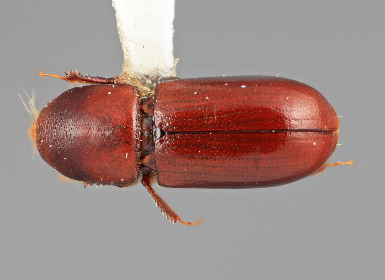Genus / Species: Scolytodes alni | Image Author: SM Smith | Location: Costa Rica, Cartago, Volcán Irazú | Image Type: holotype | Collection: Entomology
