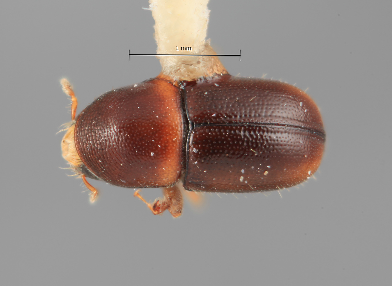 Genus / Species: Scolytodes lepidus | Image Author: SM Smith | Location: México, Jalisco, Juchitlán, 21 mi (33 km) N | Image Type: holotype | Collection: Entomology