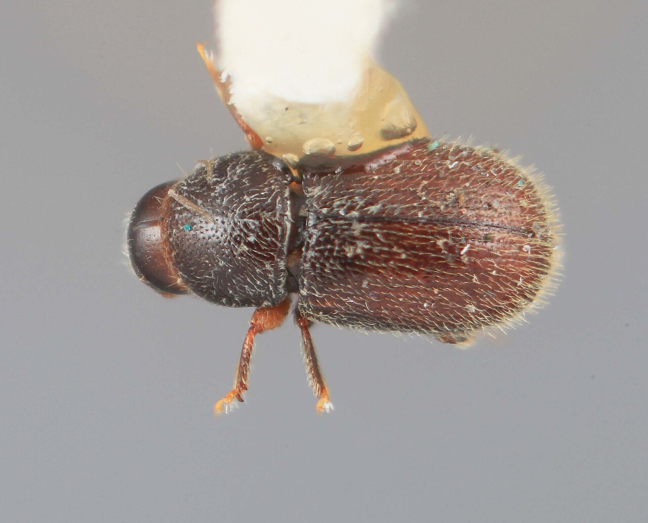 Genus / Species: Scolytodes punctiferus | Image Author: SM Smith | Location: Costa Rica, Cartago, Volcán Irazú | Image Type: holotype | Collection: Entomology