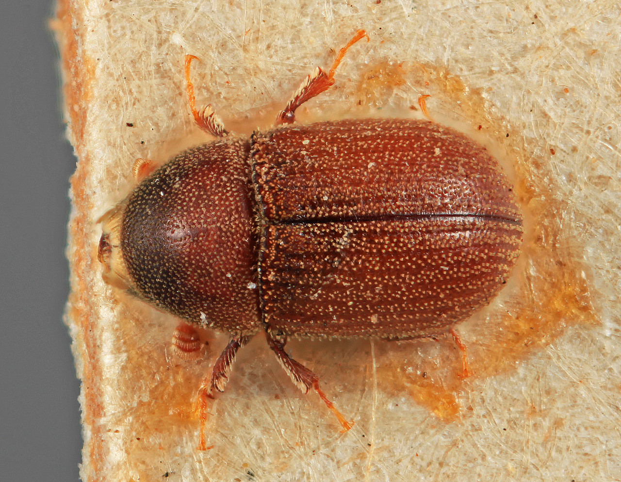 Genus / Species: Carphoborus lautus | Image Author: SM Smith | Location: India, Madhya Pradesh, Baihar, Balagat | Image Type: holotype | Collection: Forest Research Institute