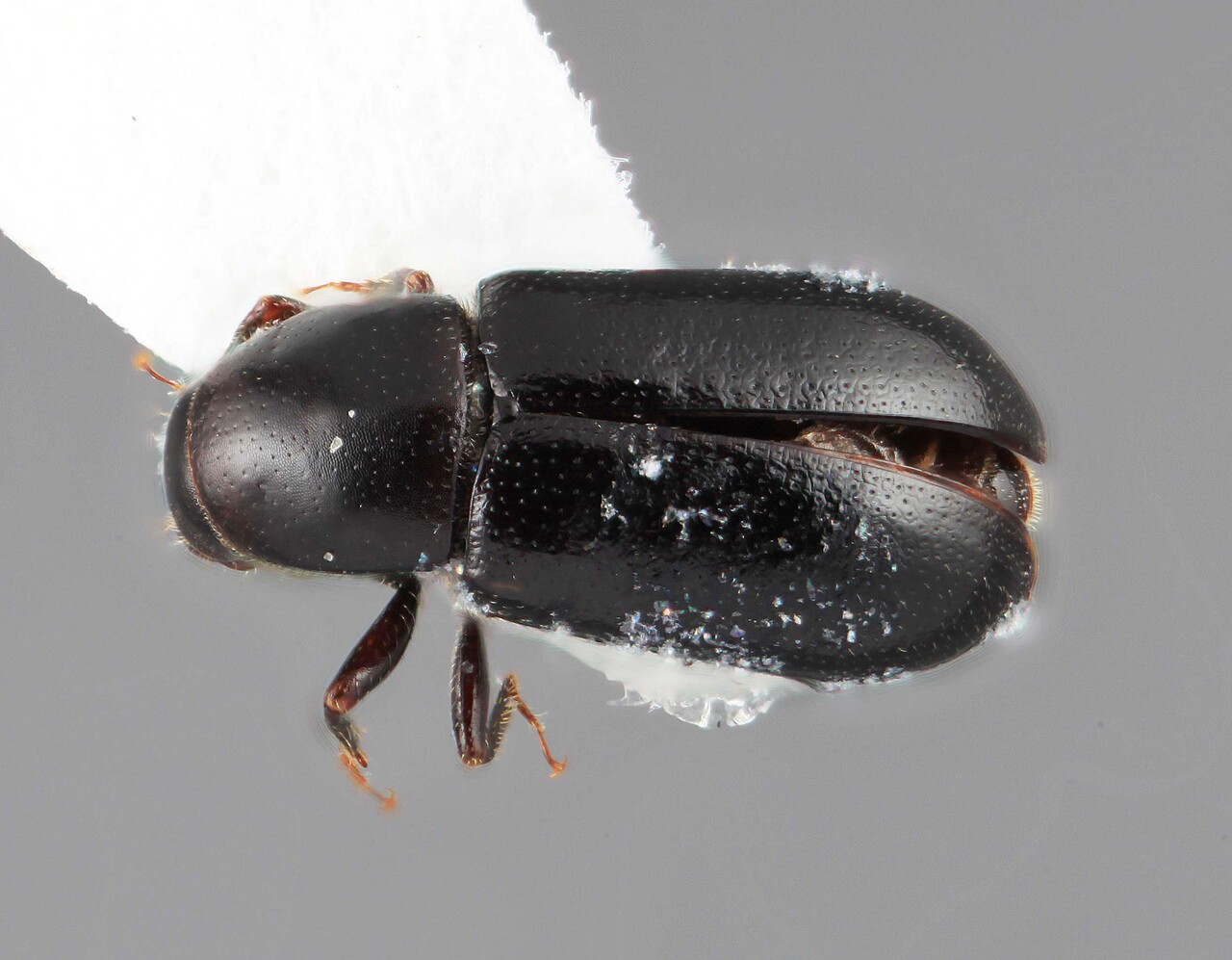 Genus / Species: Scolytodes ageratinae | Image Author: SM Smith | Location: Costa Rica, Cartago, Cerro de la Muerte, Cuericí | Image Type: holotype | Collection: Entomology