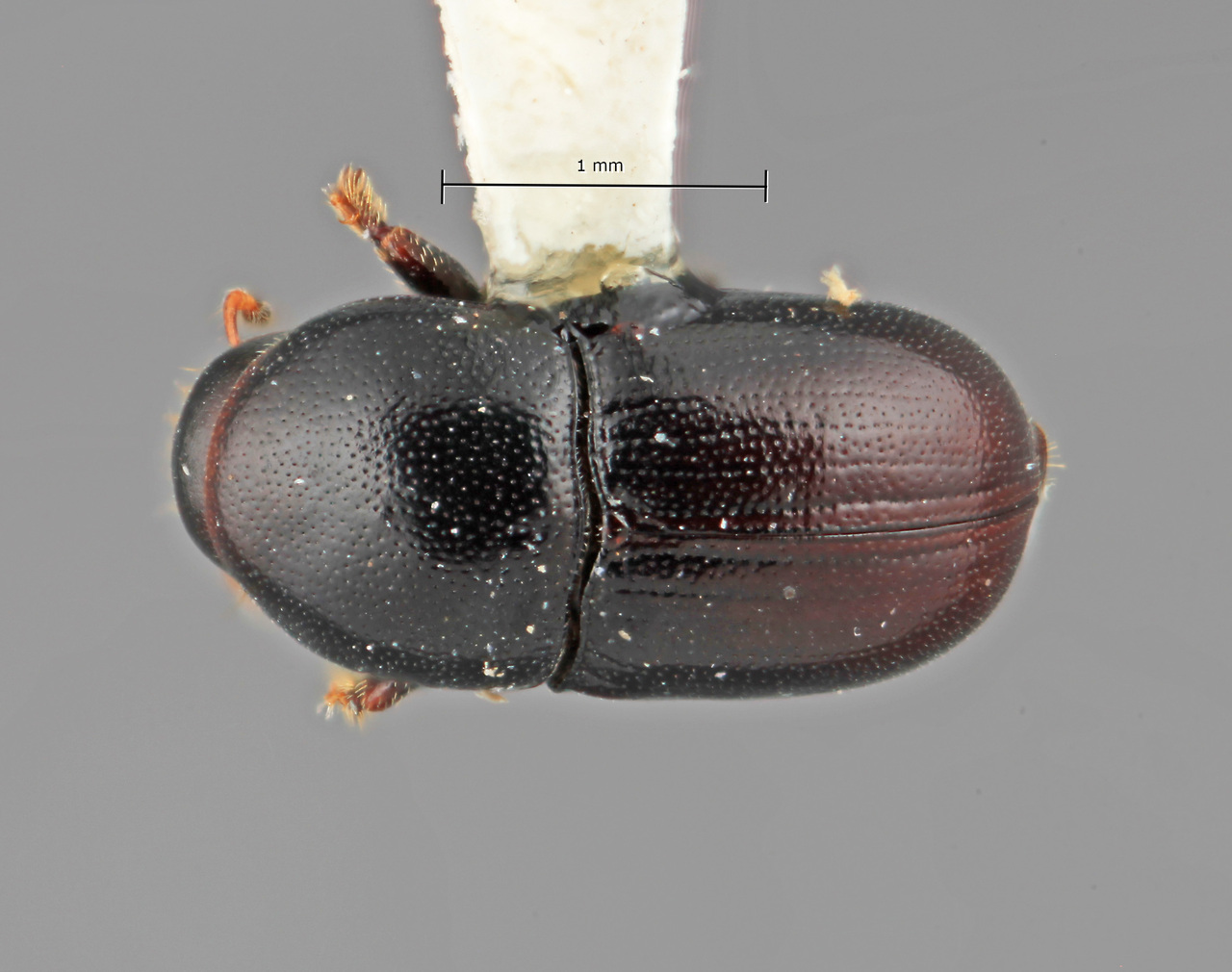 Genus / Species: Scolytodes plumeriae | Image Author: SM Smith | Location: Costa Rica, Guanacaste, Playa del Coco | Image Type: holotype | Collection: Entomology