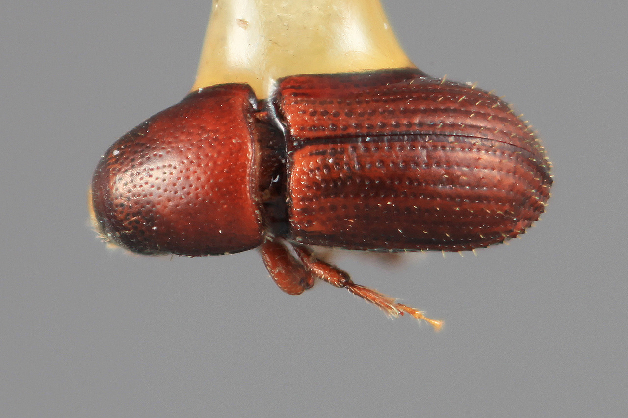 Genus / Species: Loganius liratus | Image Author: SM Smith | Location: México, Puebla, Matamoros, 20 km E | Image Type: holotype | Collection: Entomology