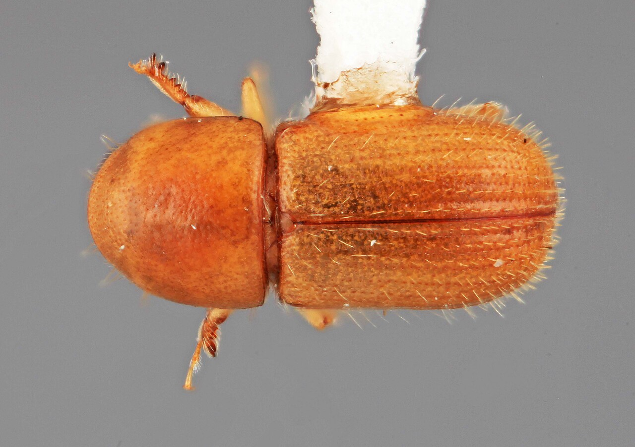Genus / Species: Scolytodes praeceps | Image Author: SM Smith | Location: Colombia, Antioquía, Medellin, 10 km E. | Image Type: holotype | Collection: Entomology