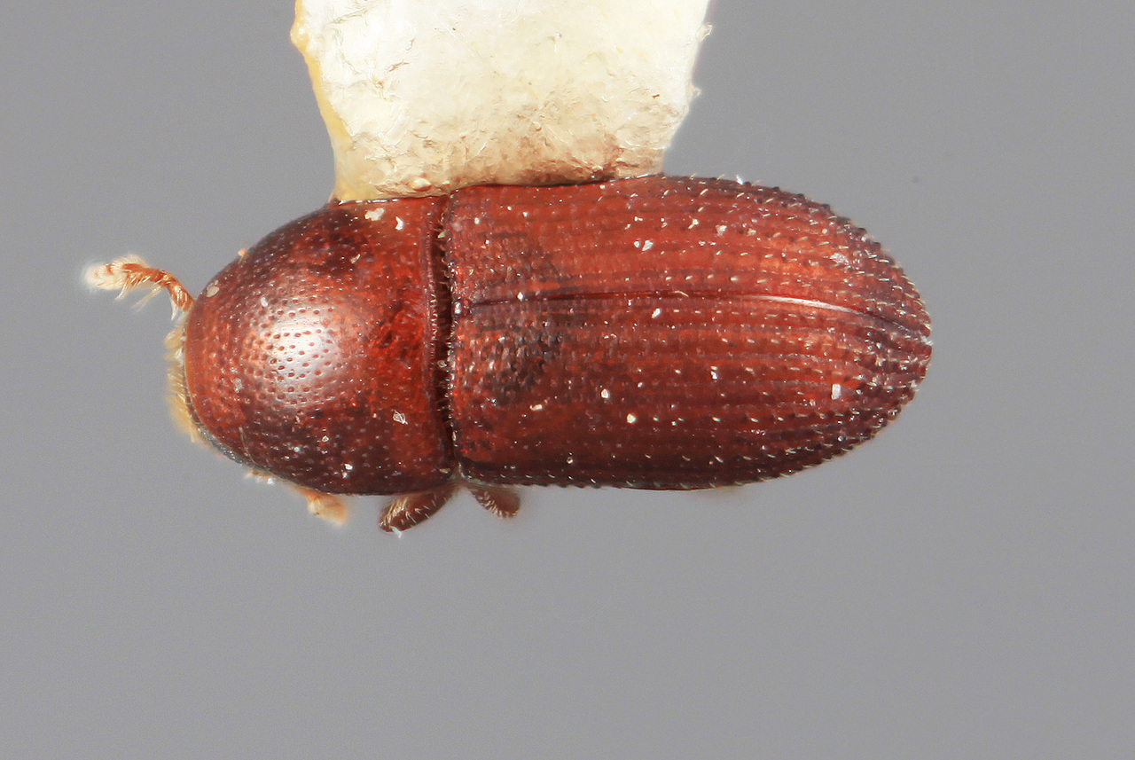 Genus / Species: Loganius impressus | Image Author: SM Smith | Location: México, Guerrero, Chilpancingo | Image Type: holotype | Collection: Entomology