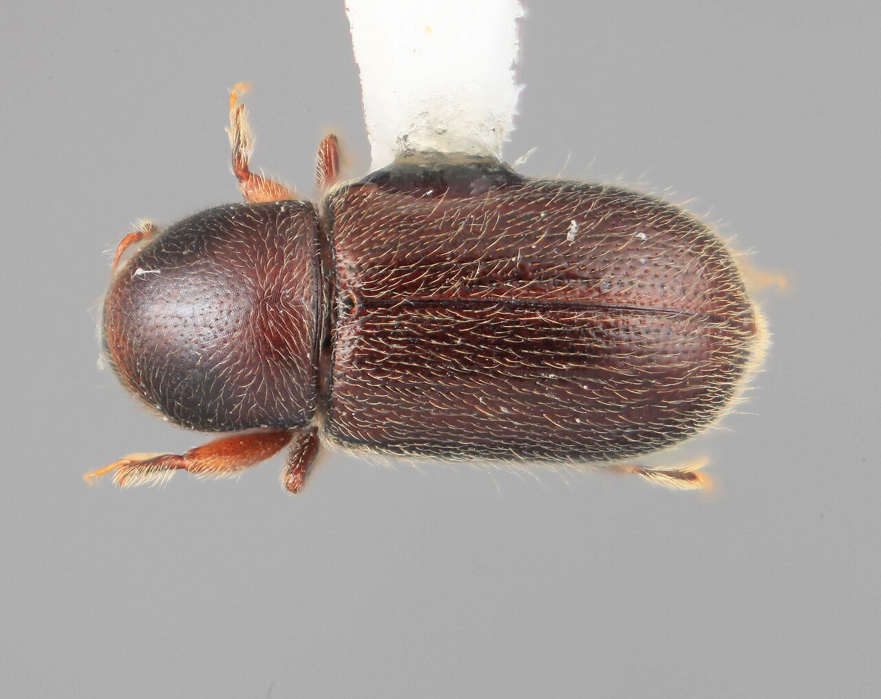 Genus / Species: Scolytodes crinalis | Image Author: SM Smith | Location: Venezuela, Mérida, La Carbonera, 50 km NE Merida | Image Type: holotype | Collection: Entomology