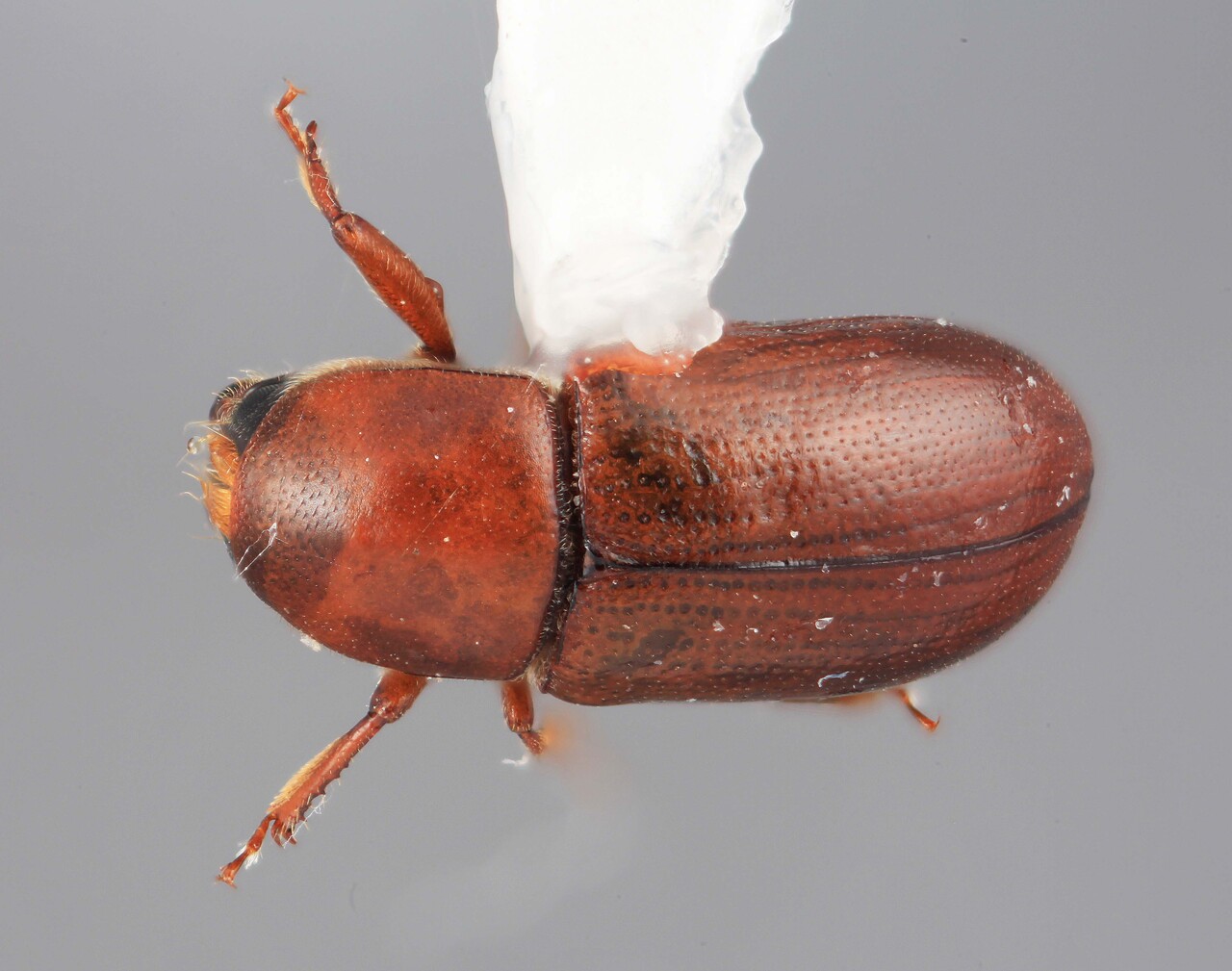 Genus / Species: Scolytodes gunnerae | Image Author: SM Smith | Location: Costa Rica, Heredia, Vara Blanca, 6 km ENE | Image Type: holotype | Collection: Entomology
