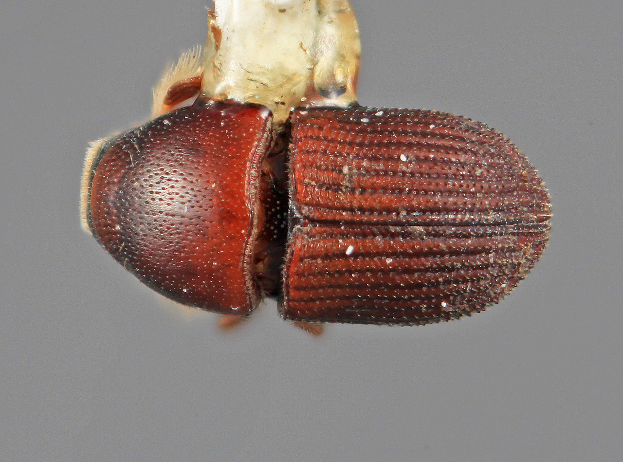 Genus / Species: Loganius recavus | Image Author: SM Smith | Location: México, Oaxaca, Tehuantepec, 30 mi E | Image Type: holotype | Collection: Entomology