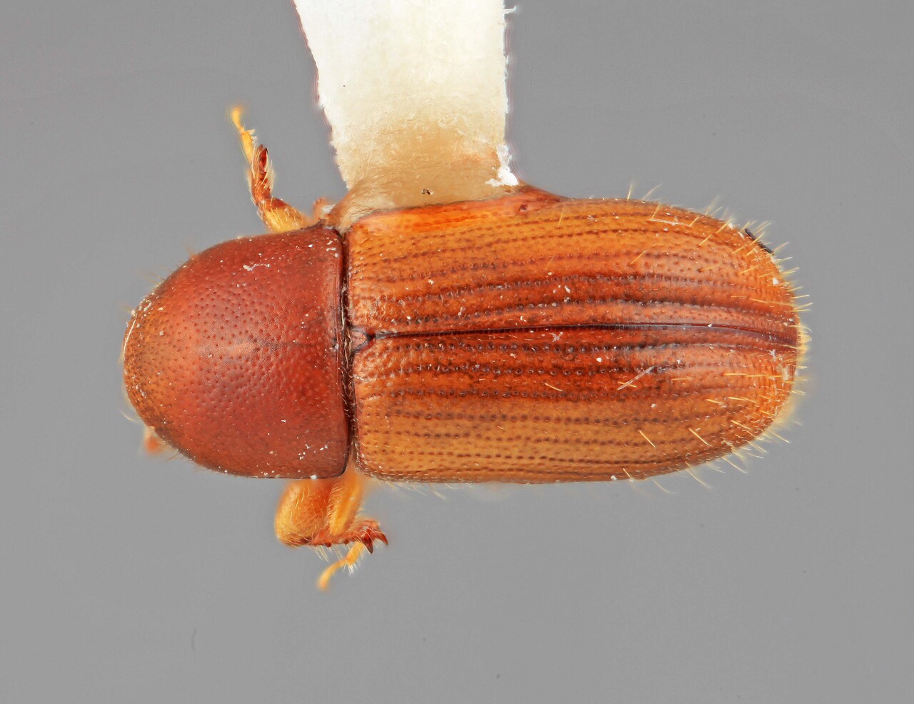 Genus / Species: Scolytodes canaliculus | Image Author: SM Smith | Location: Venezuela, Mérida, La Carbonera, 50 km NE Merida | Image Type: holotype | Collection: Entomology